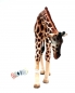 Preview: Wildtiere Kunststoff Figur Giraffe von Bullyland